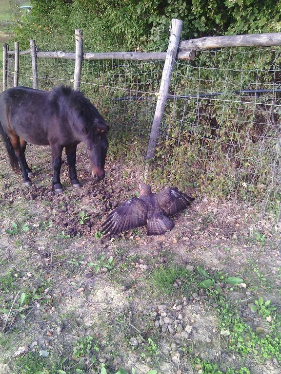 Agriturismo Artisti Del Cavallo 아레초 외부 사진
